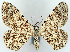  ( - CCDB-21786-F04)  @11 [ ] CreativeCommons - Attribution (2014) David Pollock Centre for Biodiversity Genomics