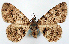  ( - CCDB-21786-G08)  @11 [ ] CreativeCommons - Attribution (2014) David Pollock Centre for Biodiversity Genomics