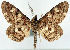  (Cleora injectaria dobboensis - CCDB-21786-B10)  @11 [ ] CreativeCommons - Attribution (2014) David Pollock Centre for Biodiversity Genomics