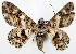  ( - CCDB-21786-B11)  @11 [ ] CreativeCommons - Attribution (2014) David Pollock Centre for Biodiversity Genomics