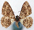  ( - CCDB-21786-H10)  @11 [ ] CreativeCommons - Attribution (2014) David Pollock Centre for Biodiversity Genomics