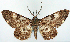  ( - CCDB-21786-E06)  @11 [ ] CreativeCommons - Attribution (2014) David Pollock Centre for Biodiversity Genomics