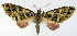  (Tympanota crypsipyrrha - CCDB-21789-E07)  @11 [ ] CreativeCommons - Attribution (2014) David Pollock Centre for Biodiversity Genomics