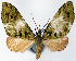  (Tympanota eucola - CCDB-21789-E10)  @11 [ ] CreativeCommons - Attribution (2014) David Pollock Centre for Biodiversity Genomics