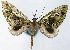  (Tympanota melanconica - CCDB-21789-E11)  @11 [ ] CreativeCommons - Attribution (2014) David Pollock Centre for Biodiversity Genomics