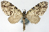  ( - CCDB-21789-E03)  @11 [ ] CreativeCommons - Attribution (2014) David Pollock Centre for Biodiversity Genomics