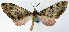  (Tympanota admeta - CCDB-21789-E05)  @11 [ ] CreativeCommons - Attribution (2014) David Pollock Centre for Biodiversity Genomics