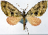  (Tympanota postrubidaria - CCDB-21789-E04)  @11 [ ] CreativeCommons - Attribution (2014) David Pollock Centre for Biodiversity Genomics