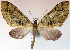  (Tympanota rubripicta - CCDB-21789-E09)  @11 [ ] CreativeCommons - Attribution (2014) David Pollock Centre for Biodiversity Genomics