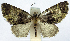  ( - CCDB-21790-B12)  @11 [ ] CreativeCommons - Attribution (2014) David Pollock Centre for Biodiversity Genomics