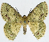  ( - BMNH(E) #817034)  @11 [ ] CreativeCommons - Attribution (2014) David Polluck Centre for Biodiversity Genomics