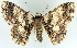  ( - BMNH(E) #817042)  @11 [ ] CreativeCommons - Attribution (2014) David Polluck Centre for Biodiversity Genomics