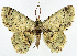  ( - BMNH(E) #817056)  @11 [ ] CreativeCommons - Attribution (2014) David Polluck Centre for Biodiversity Genomics
