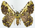  ( - BMNH(E) #817124)  @11 [ ] CreativeCommons - Attribution (2014) David Polluck Centre for Biodiversity Genomics