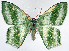  ( - 817383)  @11 [ ] CreativeCommons - Attribution Non-Commercial Share-Alike (2015) David Polluck Smithsonian Institution