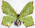  ( - 817403)  @11 [ ] CreativeCommons - Attribution Non-Commercial Share-Alike (2015) David Polluck Smithsonian Institution