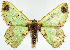  (Agathiopsis basipuncta basipuncta - 817408)  @11 [ ] CreativeCommons - Attribution Non-Commercial Share-Alike (2015) David Polluck Smithsonian Institution