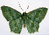  ( - 817420)  @11 [ ] CreativeCommons - Attribution Non-Commercial Share-Alike (2015) David Polluck Smithsonian Institution