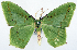  ( - 817427)  @11 [ ] CreativeCommons - Attribution Non-Commercial Share-Alike (2015) David Polluck Smithsonian Institution