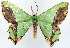  (Agathiopsis maculata - 817432)  @11 [ ] CreativeCommons - Attribution Non-Commercial Share-Alike (2015) David Polluck Smithsonian Institution