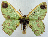  (Agathiopsis basipuncta - 817433)  @11 [ ] CreativeCommons - Attribution Non-Commercial Share-Alike (2015) David Polluck Smithsonian Institution