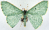  ( - 817525)  @11 [ ] CreativeCommons - Attribution Non-Commercial Share-Alike (2015) David Polluck Smithsonian Institution