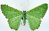  ( - 817715)  @11 [ ] CreativeCommons - Attribution Non-Commercial Share-Alike (2015) David Polluck Smithsonian Institution