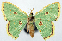  (Comostola flavicincta - CCDB-11876-D12)  @11 [ ] CreativeCommons - Attribution (2014) David Polluck Centre for Biodiversity Genomics