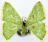  (Comostola leucomerata - CCDB-11876-C04)  @11 [ ] CreativeCommons - Attribution (2014) David Polluck Centre for Biodiversity Genomics