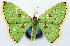  (Comostola leucomerata rubeibasis - CCDB-11876-C12)  @11 [ ] CreativeCommons - Attribution (2014) David Polluck Centre for Biodiversity Genomics