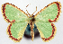  (Comostola cornuta ab. viridescens - CCDB-11876-A08)  @11 [ ] CreativeCommons - Attribution (2014) David Polluck Centre for Biodiversity Genomics