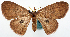  ( - CCDB-16669_F10)  @11 [ ] CreativeCommons - Attribution (2014) David Polluck Centre for Biodiversity Genomics