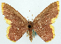  (Chrysocraspeda analiplaga - CCDB-16669_G02)  @11 [ ] CreativeCommons - Attribution (2014) David Polluck Centre for Biodiversity Genomics