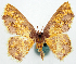  (Chrysocraspeda lilacina - CCDB-16669_G03)  @11 [ ] CreativeCommons - Attribution (2014) David Polluck Centre for Biodiversity Genomics