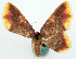  (Chrysocraspeda ignita - CCDB-16669_G04)  @11 [ ] CreativeCommons - Attribution (2014) David Polluck Centre for Biodiversity Genomics