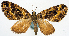  (Crasilogia fulvitincta - CCDB-11873-A03)  @11 [ ] CreativeCommons - Attribution (2014) David Polluck Centre for Biodiversity Genomics