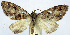  ( - CCDB-11873-D04)  @11 [ ] CreativeCommons - Attribution (2014) David Polluck Centre for Biodiversity Genomics