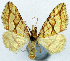  ( - CCDB-11873-H03)  @11 [ ] CreativeCommons - Attribution (2014) David Polluck Centre for Biodiversity Genomics