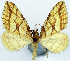  ( - CCDB-11873-H04)  @11 [ ] CreativeCommons - Attribution (2014) David Polluck Centre for Biodiversity Genomics