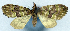  ( - CCDB-11873-H07)  @11 [ ] CreativeCommons - Attribution (2014) David Polluck Centre for Biodiversity Genomics
