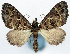  ( - CCDB-11874-A01)  @11 [ ] CreativeCommons - Attribution (2014) David Polluck Centre for Biodiversity Genomics