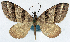  ( - CCDB-11874-B12)  @11 [ ] CreativeCommons - Attribution (2014) David Polluck Centre for Biodiversity Genomics