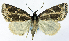  ( - CCDB-11877_H08)  @11 [ ] CreativeCommons - Attribution (2014) David Polluck Centre for Biodiversity Genomics
