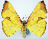  ( - CCDB-11874-G10)  @11 [ ] CreativeCommons - Attribution (2014) David Polluck Centre for Biodiversity Genomics