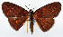 ( - CCDB-11874-G12)  @11 [ ] CreativeCommons - Attribution (2014) David Polluck Centre for Biodiversity Genomics