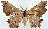  ( - CCDB-11874-H02)  @11 [ ] CreativeCommons - Attribution (2014) David Polluck Centre for Biodiversity Genomics