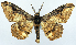  (Hyposidra sp. 1 - CCDB-11875-A02)  @11 [ ] CreativeCommons - Attribution (2014) David Polluck Centre for Biodiversity Genomics