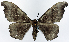  (Hyposidra talaca - CCDB-11875-A05)  @11 [ ] CreativeCommons - Attribution (2014) David Polluck Centre for Biodiversity Genomics