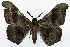  (Hyposidra talaca schistacea - CCDB-11875-A06)  @11 [ ] CreativeCommons - Attribution (2014) David Polluck Centre for Biodiversity Genomics