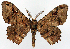  ( - CCDB-11875-A07)  @11 [ ] CreativeCommons - Attribution (2014) David Polluck Centre for Biodiversity Genomics